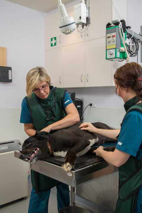 Vitality Vetcare - Vet Australia 14