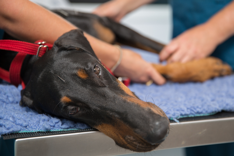 Vitality Vetcare - Vet Australia 15