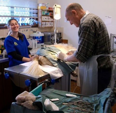 Westlakes Vet Hospital - Vet Australia 3