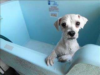 Westlakes Vet Hospital - Vet Australia 4
