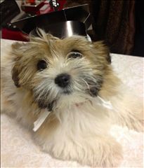 Westlakes Vet Hospital - Vet Australia 5