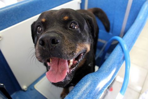 Yeppoon Veterinary Surgery - Vet Australia 5