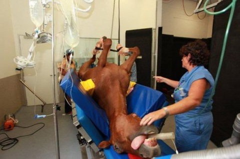 Pacific Vetcare - Vet Australia 6
