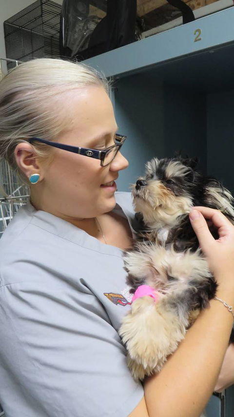 Grafton Veterinary Clinic - Vet Australia 1