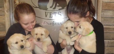 Busby David Dr - Vet Australia 1