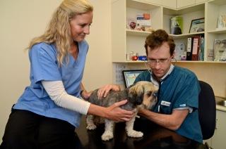 Roche Anya Dr - Vet Australia 1