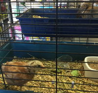 Pets R Us Raymond Terrace - Vet Australia