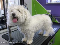 Soapy Pause for Dogs