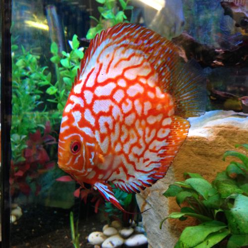 Halliday Bay QLD Vet Australia