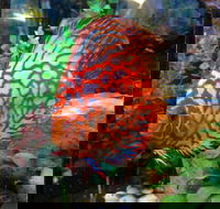 Mackay City Pet Barn - Vet Australia