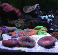 Animal Obsession - Vet Australia