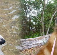 Pets  Ponds - Vet Australia