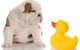 Margarets Dog Coats And Accessories - thumb 0