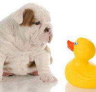 Margarets Dog Coats and Accessories - Vet Australia