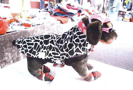 Margarets Dog Coats And Accessories - Vet Australia 1