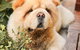 Margarets Dog Coats And Accessories - thumb 2