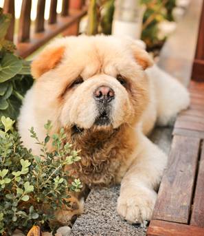 Margarets Dog Coats And Accessories - Vet Australia 2