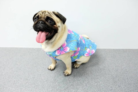 Margarets Dog Coats And Accessories - Vet Australia 4