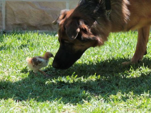 Argy Pets - Vet Australia 1